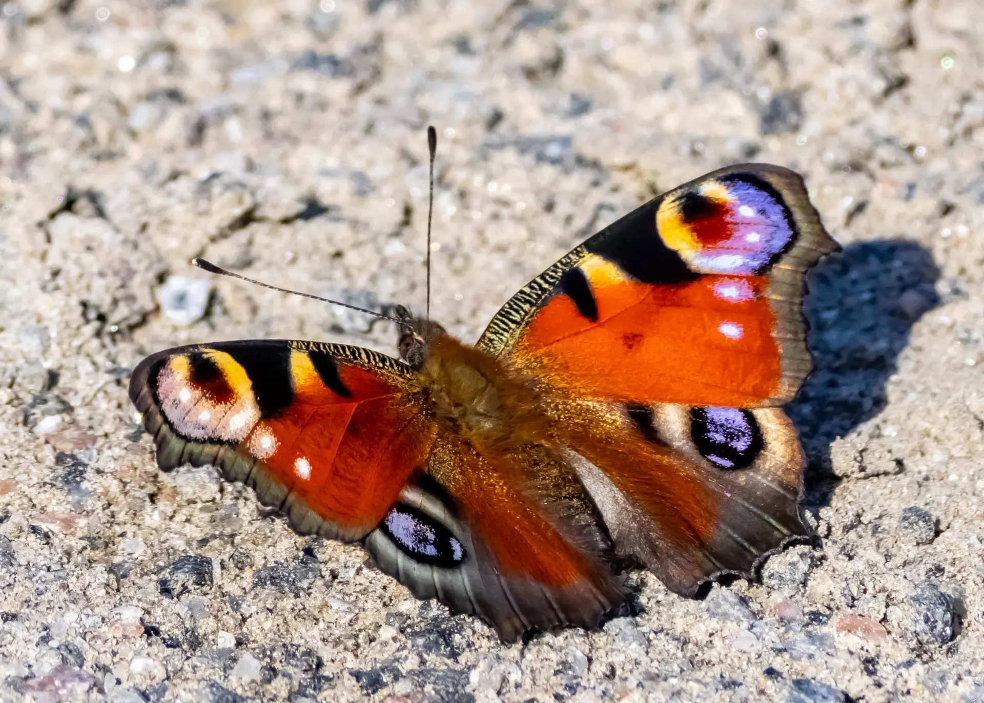 Бабочка 🦋 Павлиний глаз!