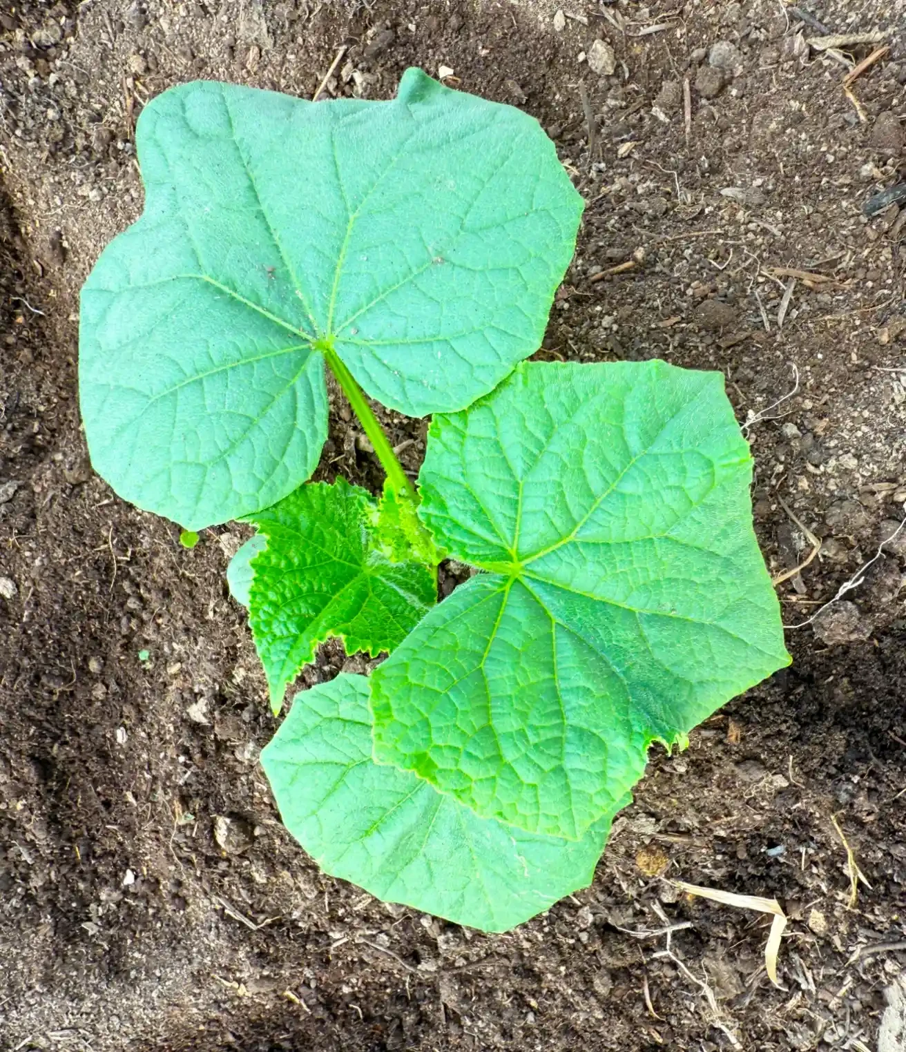 🥒 Самые важные подкормки огурцов в начале лета! Завалят урожаем!