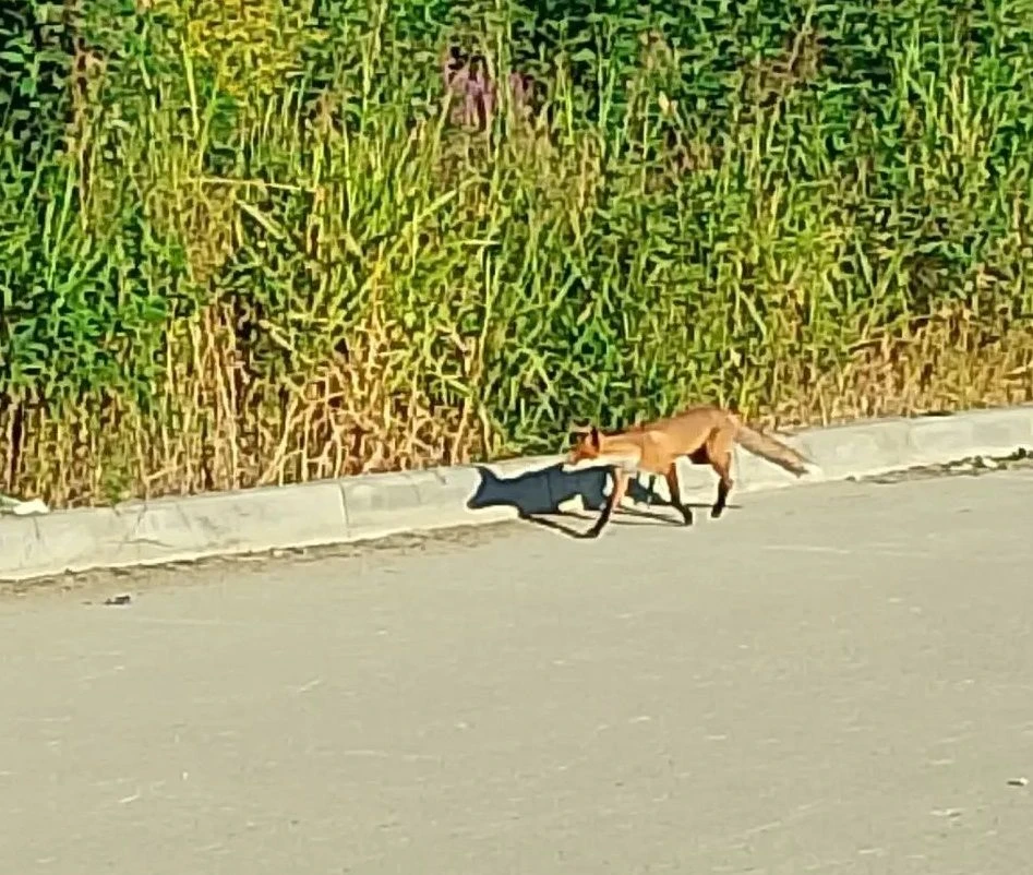 🦊 Колобок всё же сбежал...