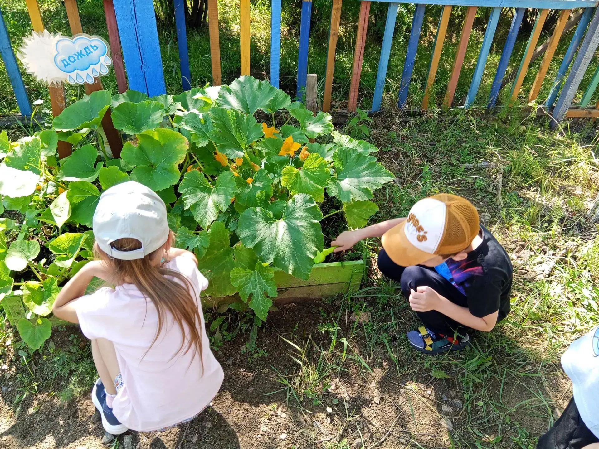 🥒🫑🧅 Огород на участке детского сада это одно из главных условий для воспитания у дет...