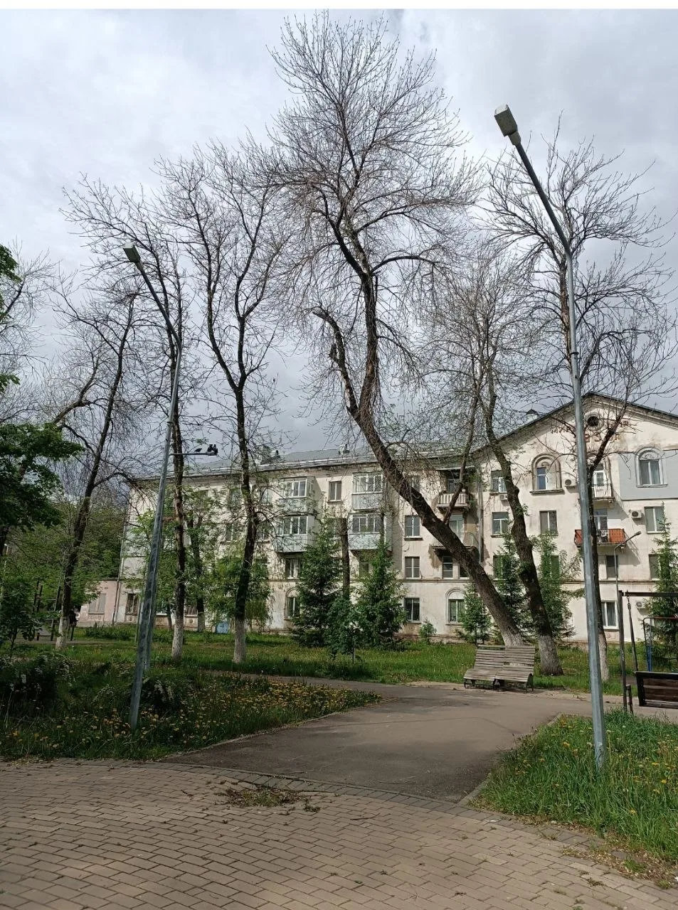 Причина, по которой в Новокуйбышевске гибнут деревья — ясеневая изумрудная златка

Проблема актуальн