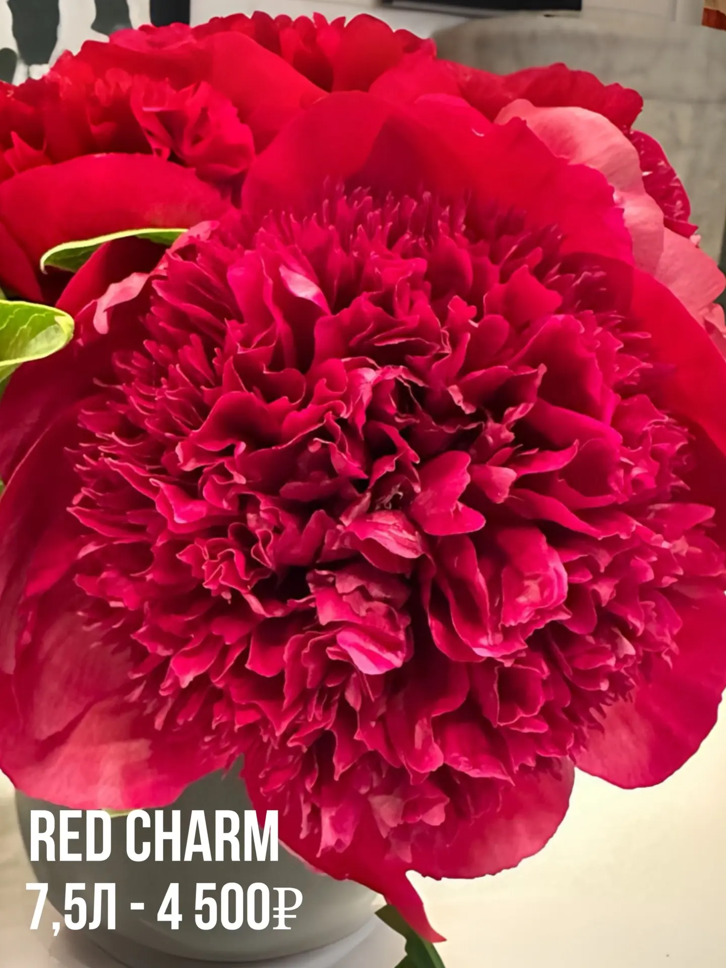 На площадке  и в маточнике цветут ранние пионы!  Красные ‘Red Grace’ и ‘ Red Charm’  Коралловый ‘Sal