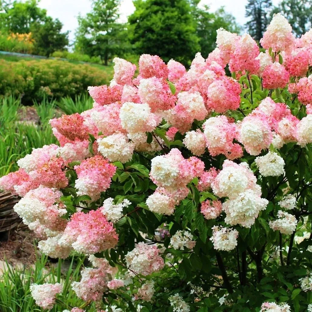 🌸 Новое поступление гортензий метельчатых! 🌸