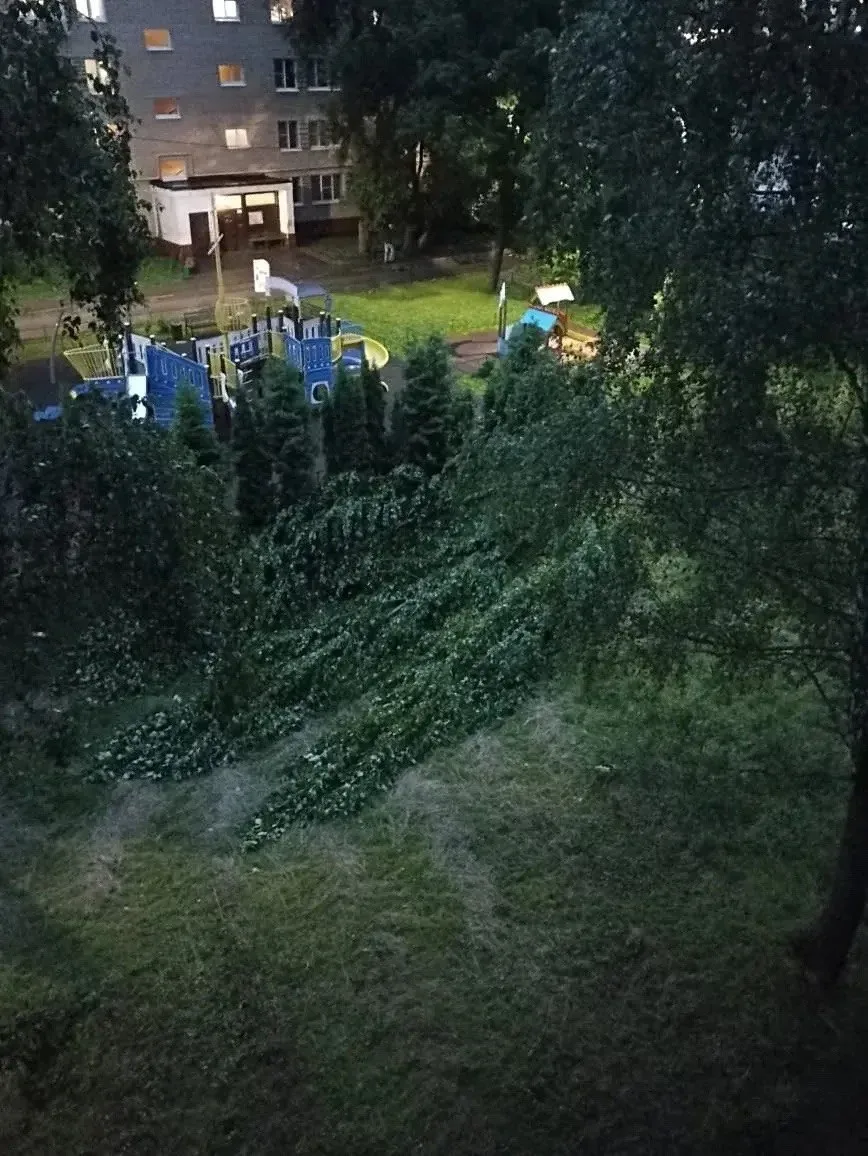 Во дворе дома 23 ул 20 Января у детской площадки лежит дерево😭 сил коммунальщикам, это...