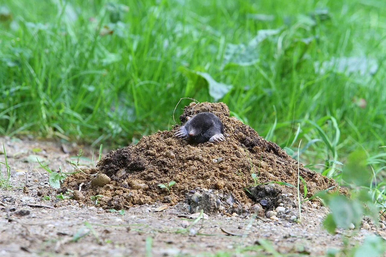 🌿 Берёзовый дёготь осенью: зачем он нужен на дачном участке