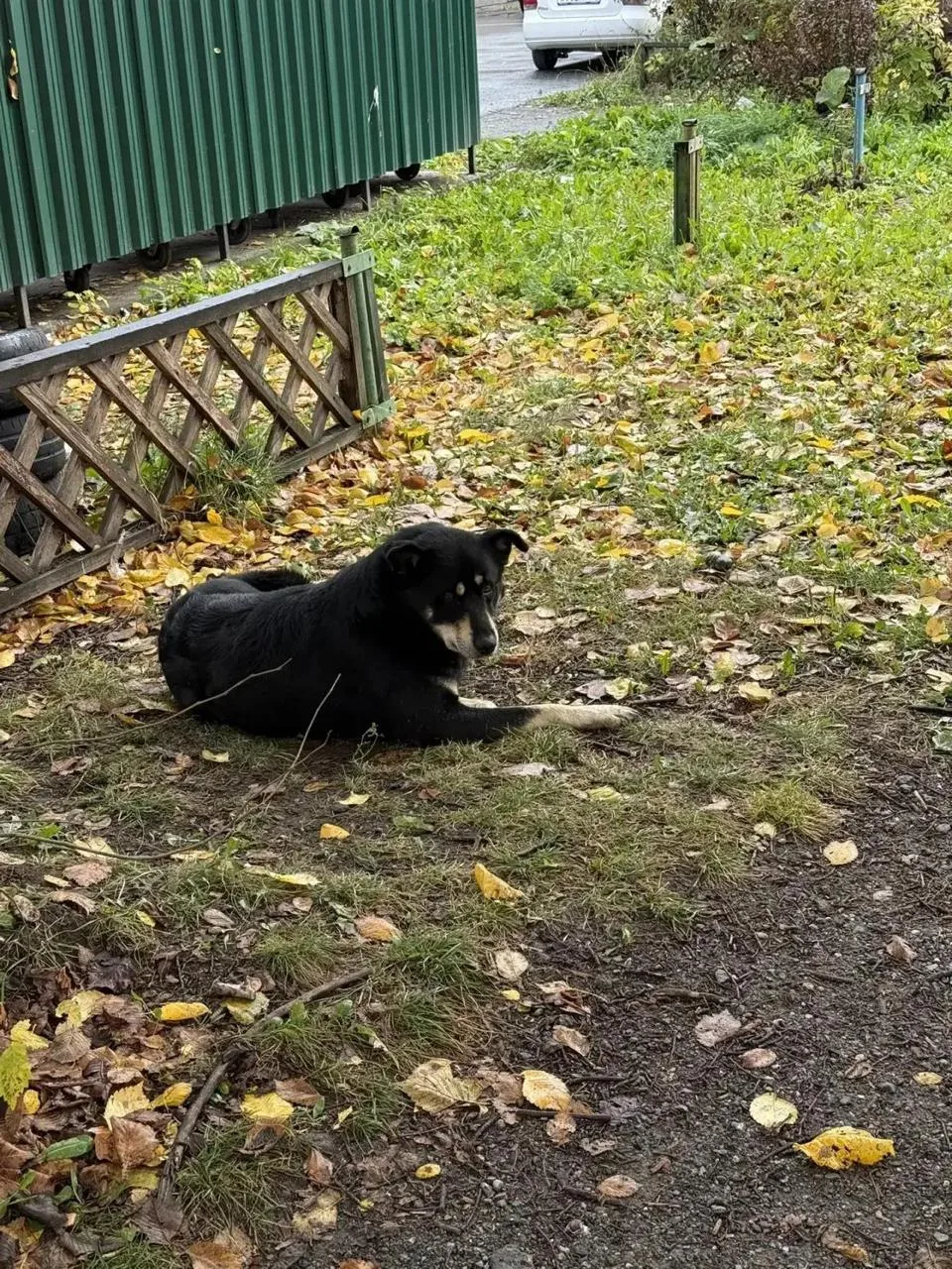 🐕 На Жуковского разыскивают владельца потерявшейся собаки