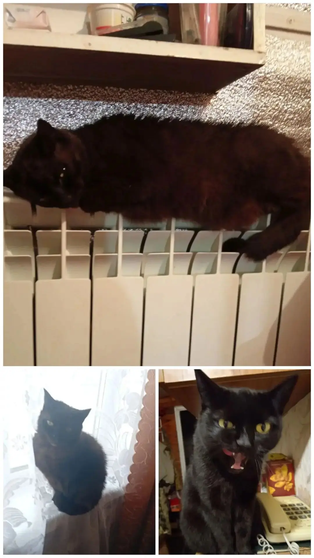 8 августа — ВСЕМИРНЫЙ ДЕНЬ КОШЕК 🐈‍⬛