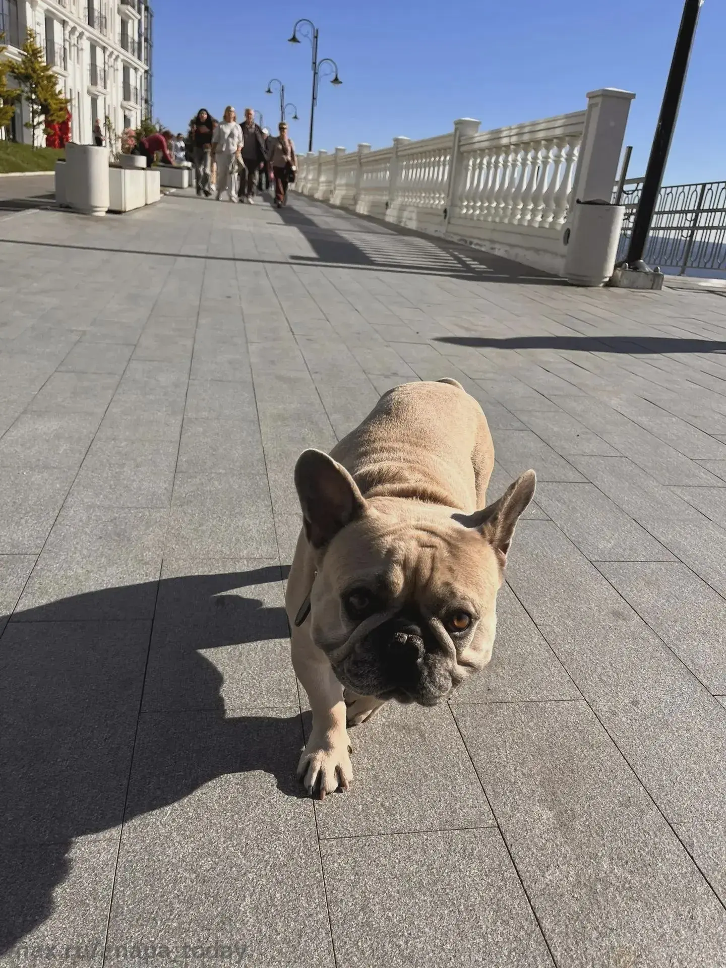 🐕 Потерялась собака на Белой набережной