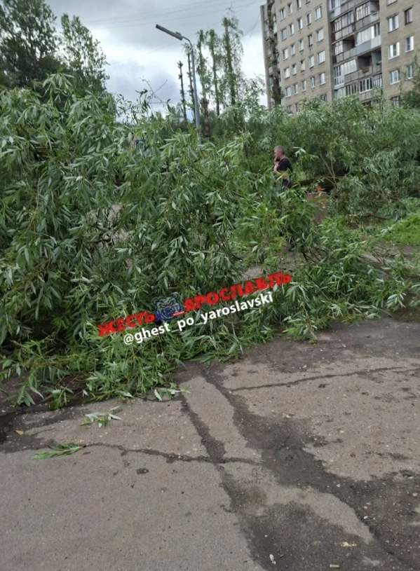 Ранним утром у "Вкусно и точка" в Брагино рухнуло дерево 🌳