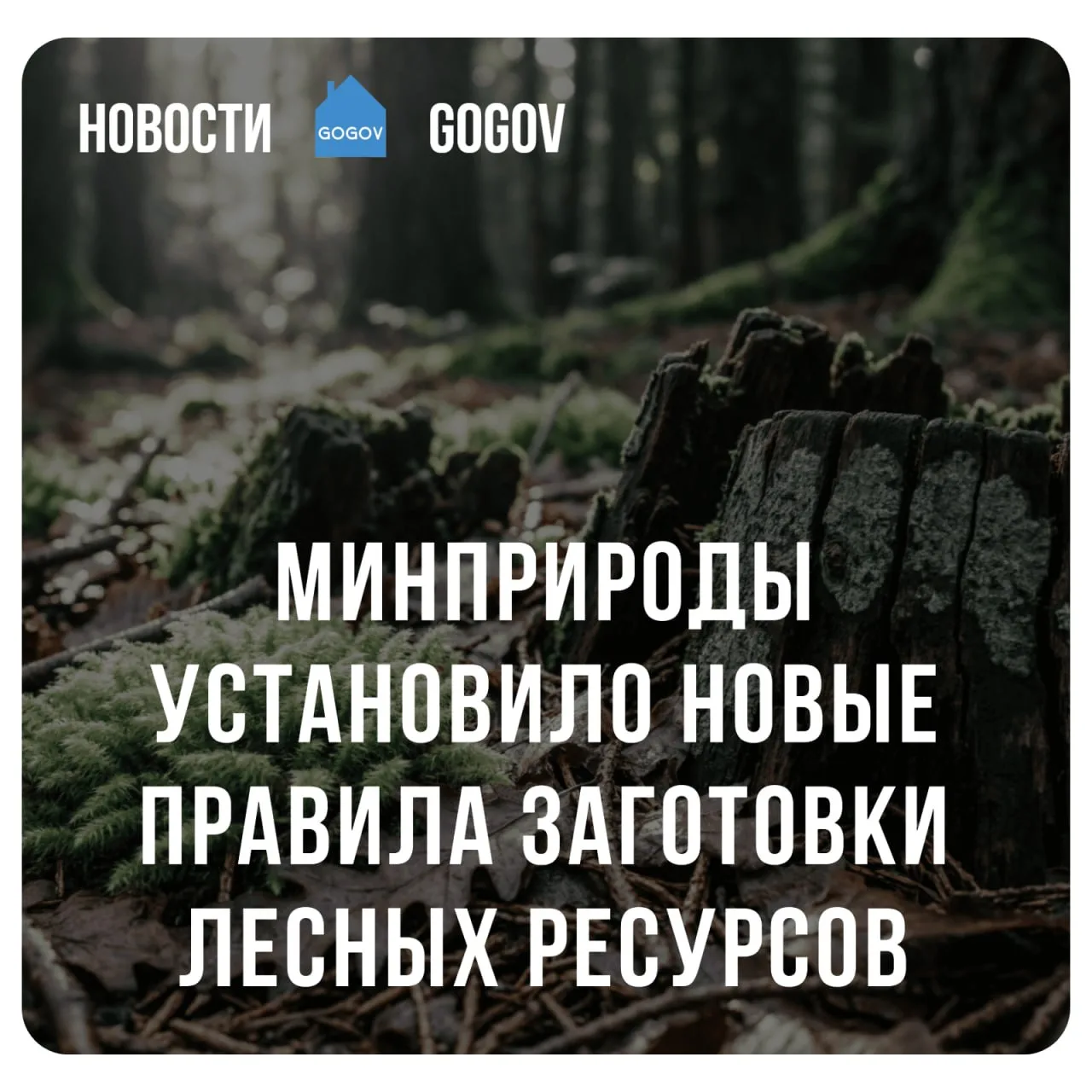 🏞 Минприроды России утвердило правила заготовки и сбора недревесных лесных ресурсов для организаций 
