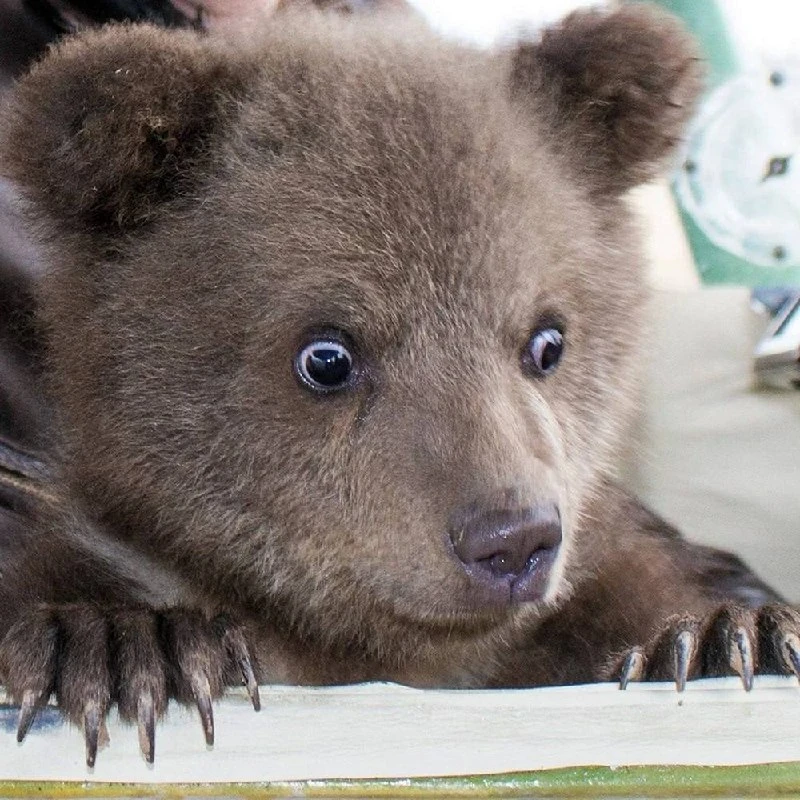 🐻 Три медведя погибли под поездами в сентябре в Свердловской области