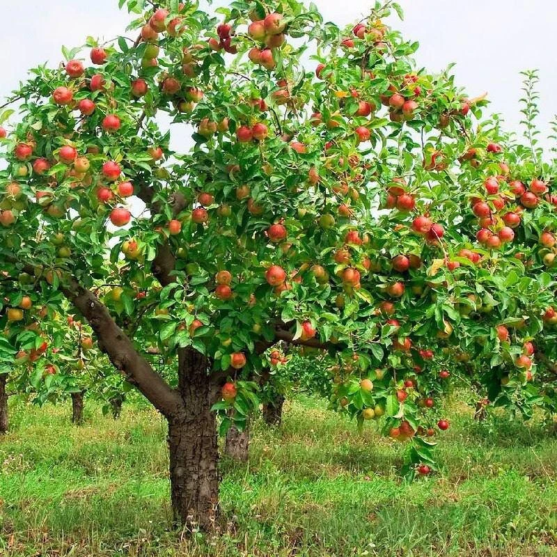 Совместимость деревьев и кустарников на участке 🌳