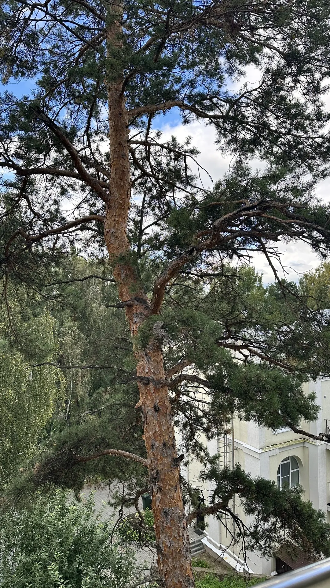 Теплая золотая осень 🍂