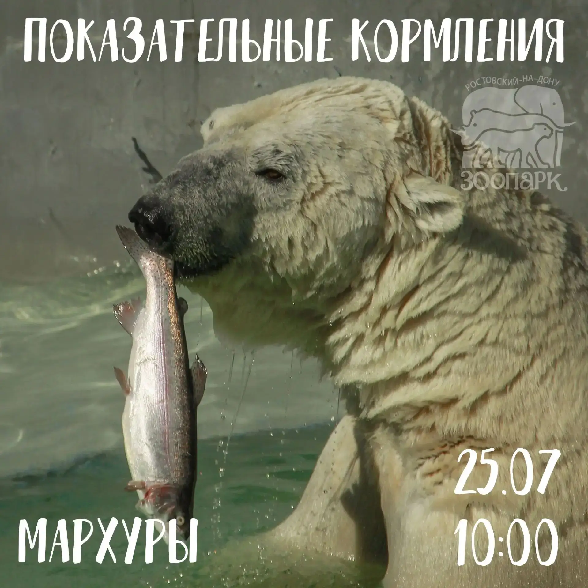 🐻‍❄️ Белый медведь — не милый плюшевый мишка, а хладнокровный зверь Арктики. В воде он чувствует се