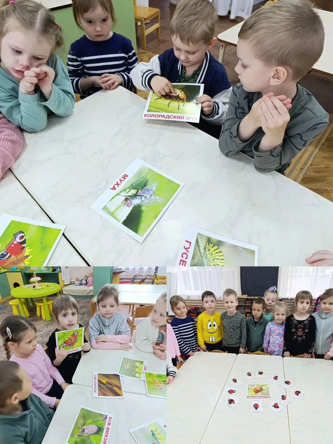 В  средней группы прошла неделя"Мир насекомых" Ребята узнали разные виды насекомых,их н...