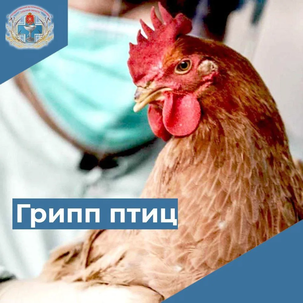 Грипп птиц
⁣
Высокопатогенный грипп птиц (ВГП) - высококонтагиозная вирусная болезнь птиц, с  пораже