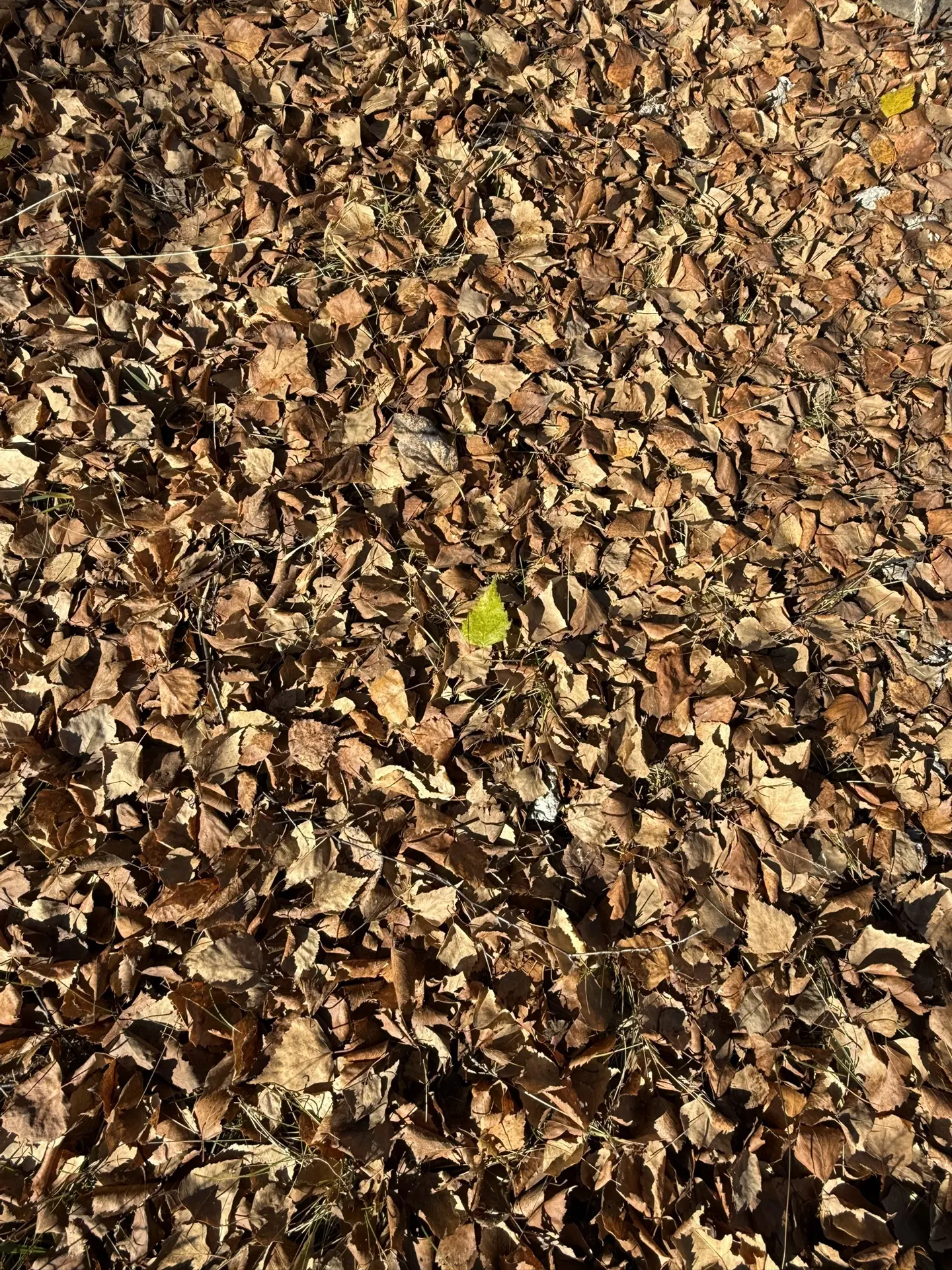 Осень 🍂 встречает нас солнцем