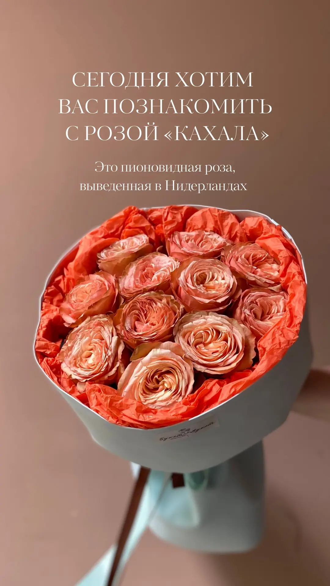 Роза Кахала — просто чудо!