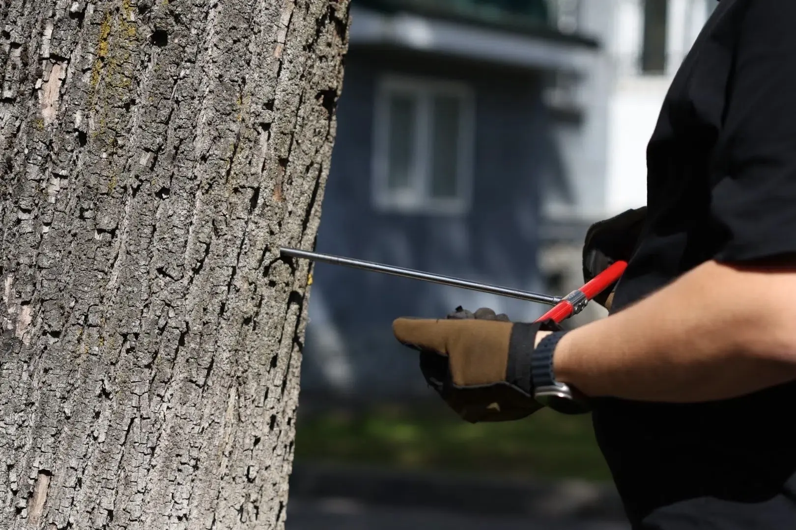 🌳 На улице Некрасова в Пскове решили сохранить часть деревьев
