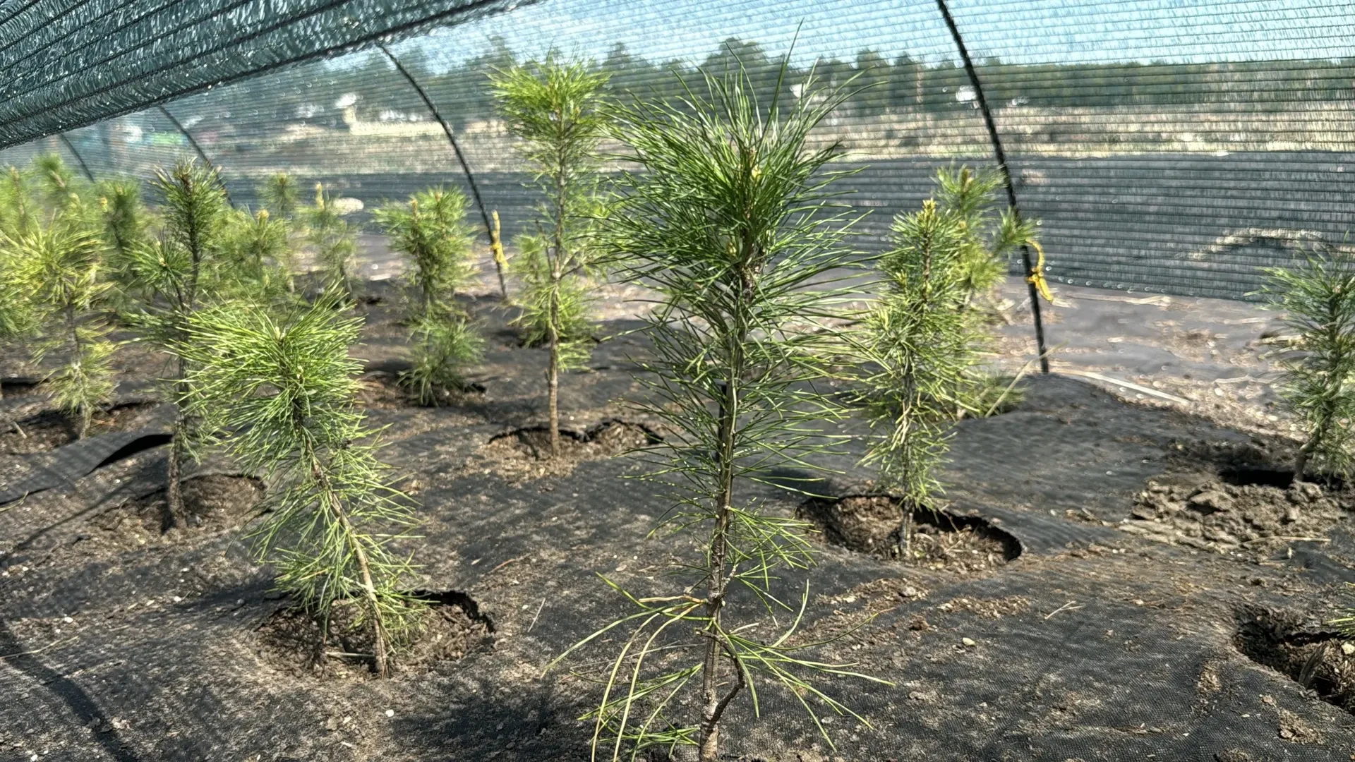 В Улан-Удэ 360 кедров перешли в «первую школу»  🌿 360 кедров, высаженных в честь 360-летия Улан-Удэ,