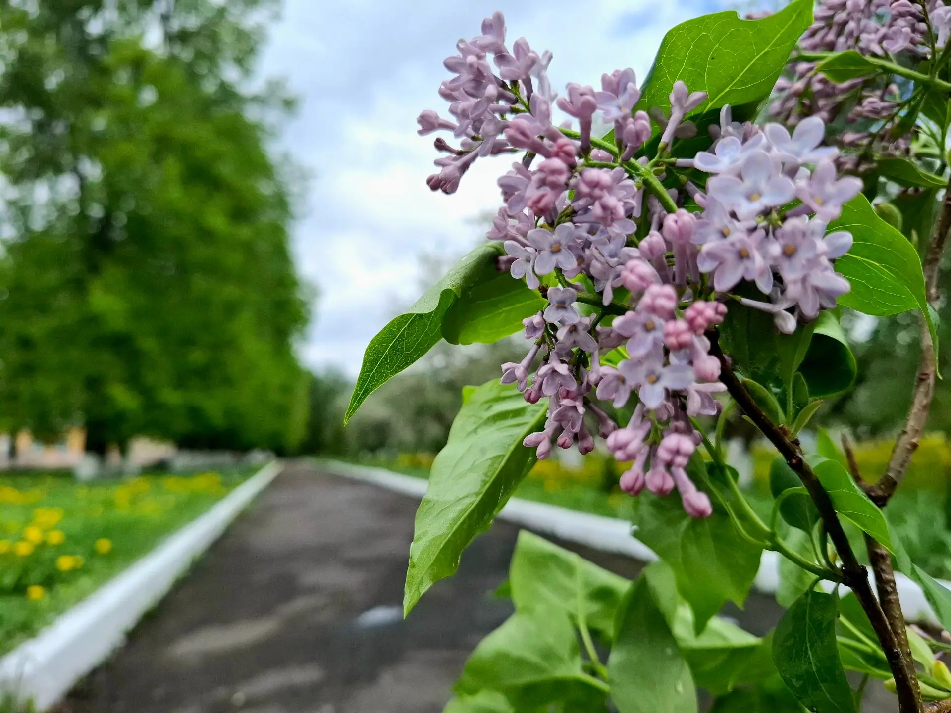 Сирень, которая будет помнить 🌸Говорят, человек должен оставить после себя добрый след...