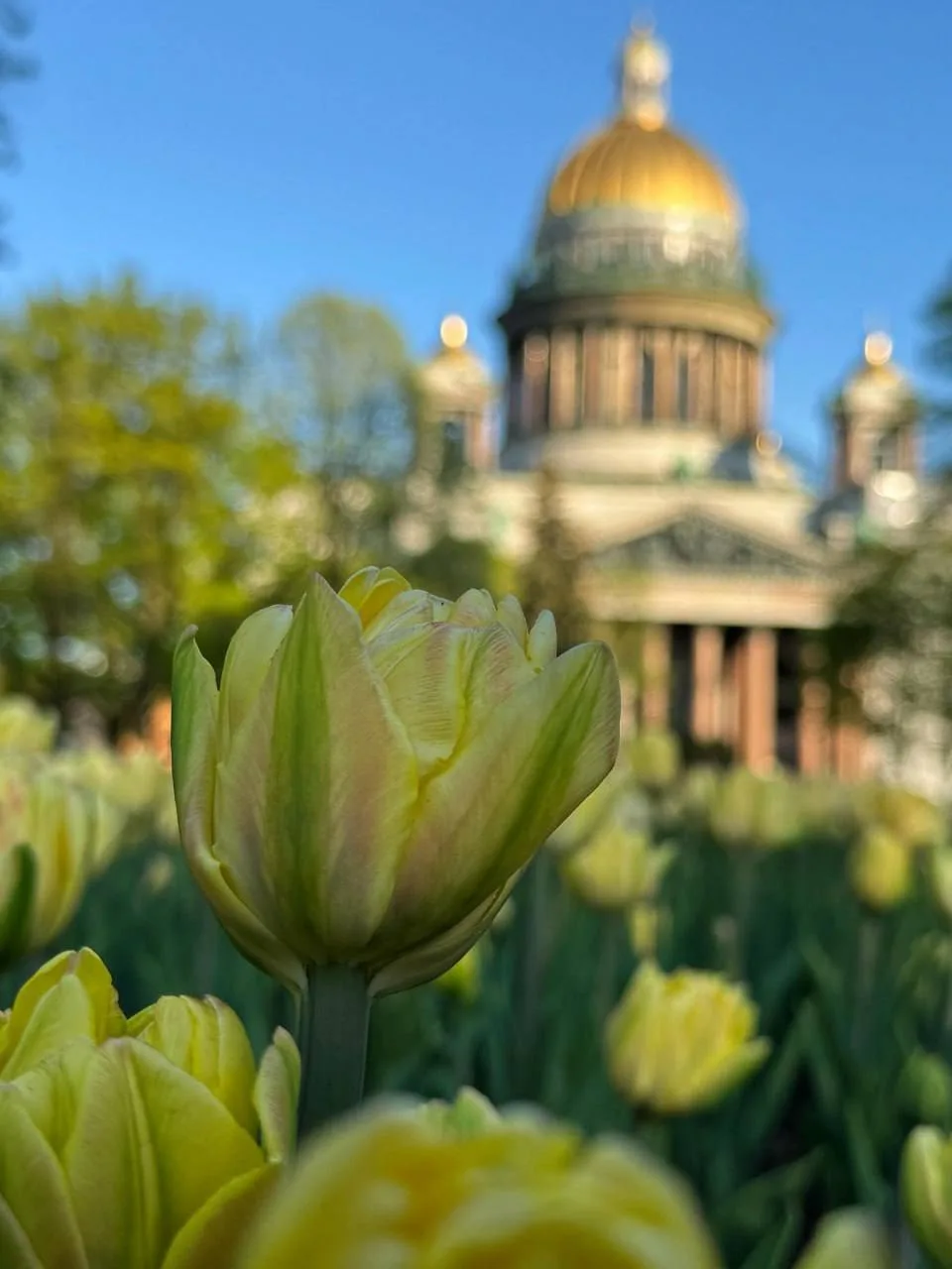 🌷 Тюльпаны расцвели у Исаакиевского собора   Ещё одно красивое место для прогулки и фото в городе — 