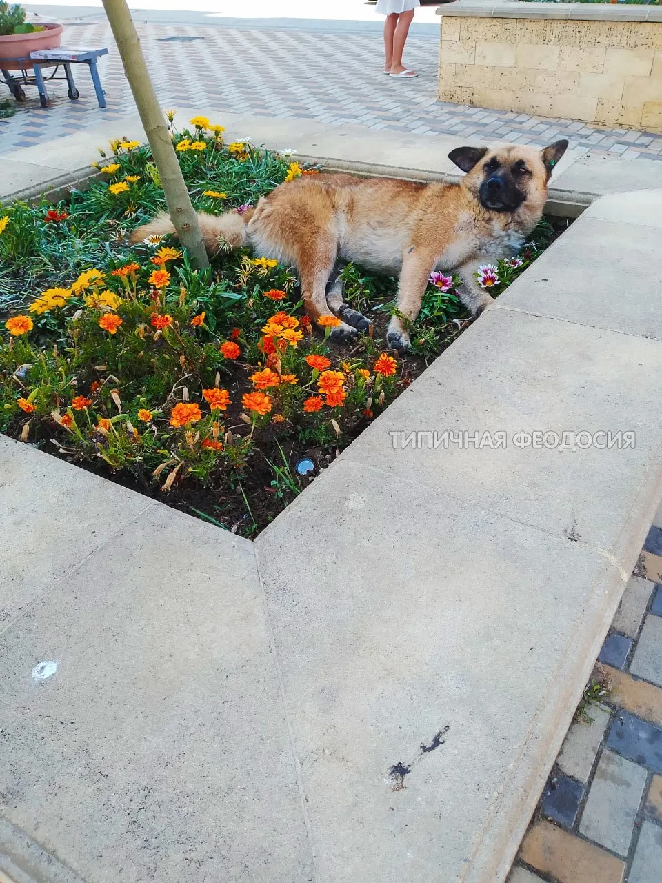 🌸🐕Доброе утро, Феодосия!