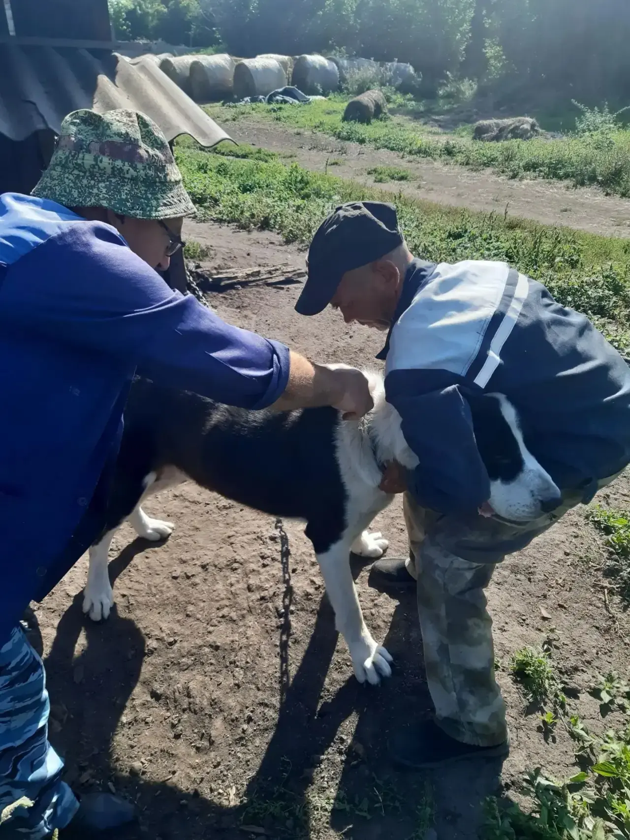 🐕 Вакцинация собак против бешенства в Мучкапском округе! 💉Ветеринарный фельдшер Остро...