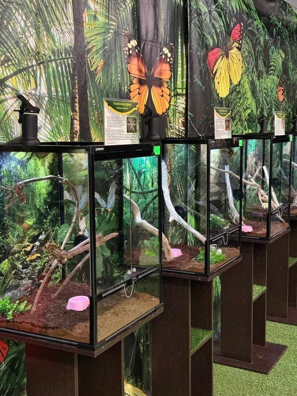Экзотические гости уже в ТРЦ РИО! 🦎🕸️