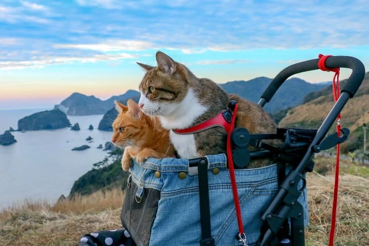 ✈️🐱 Жители Приморья все чаще берут своих домашних питомцев с собой в путешествие — недавно две череп
