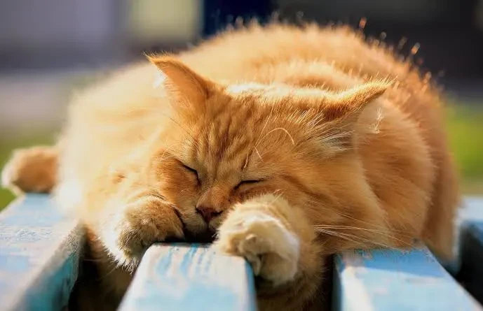 Приморье ожидает потепление до +24 °C в пятницу