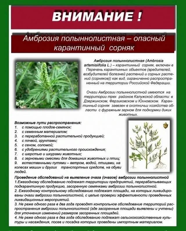 Амброзия полыннолистная‼️
 
Амброзия полыннолистная — злейший враг здоровья человека, в период цвете