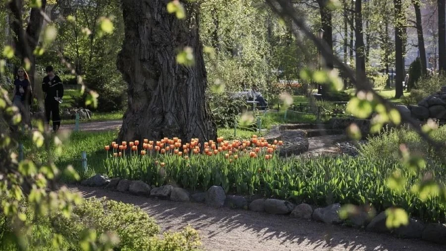 🌷 В Карякинском саду в Рыбинске расцвели сотни тюльпанов  Настоящее весеннее настроение сейчас царит