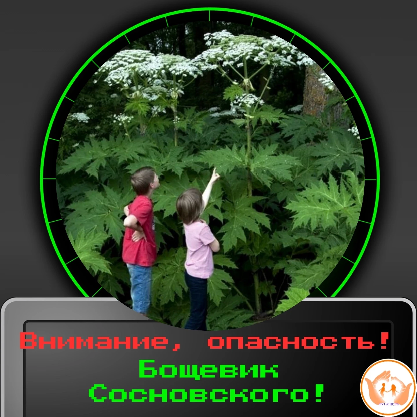 Осторожно, борщевик! Как защитить себя и детей от опасного растения

Борщевик Сосновского – это не п