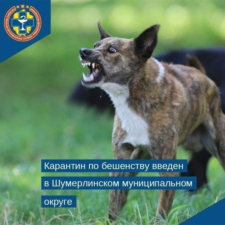 В селе Большие Алгаши Шумерлинского округа введён карантин — причиной стало выявление б...