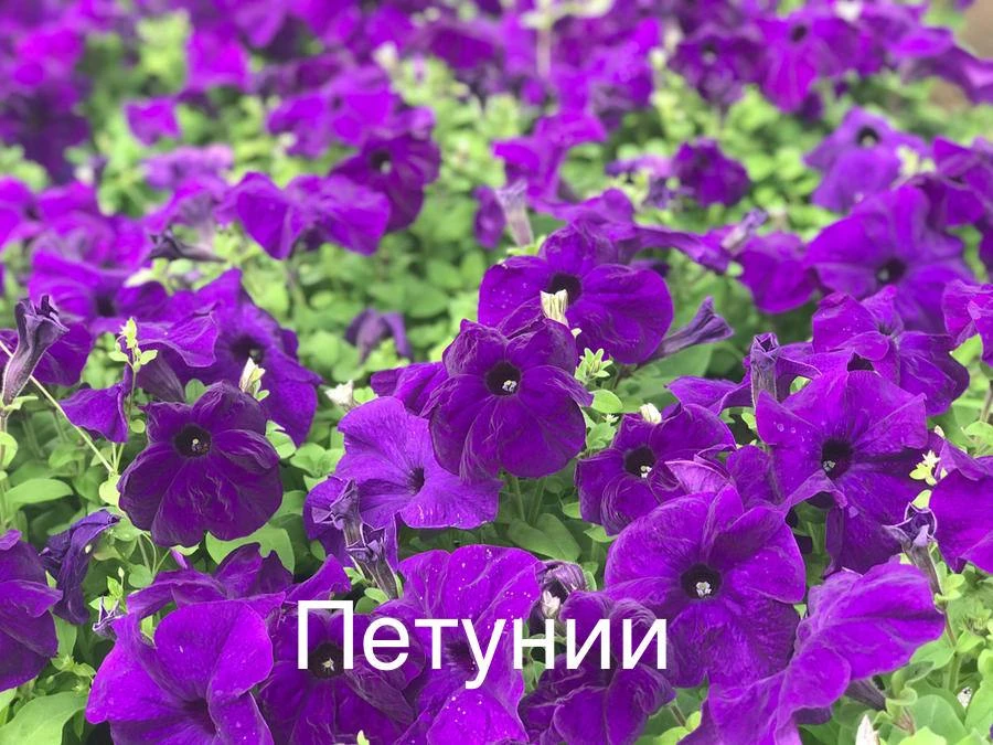 Изображение 8 к публикации «Сад-огород с Вероникой Поливкиной»