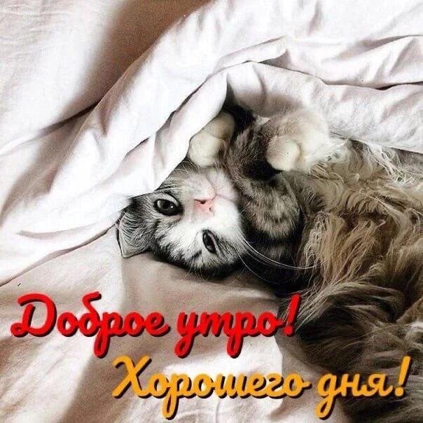 Всем доброе утро☀ 🌝⏰ и хорошего настроения🐱💕🐱💕🐱💕🐱💕
