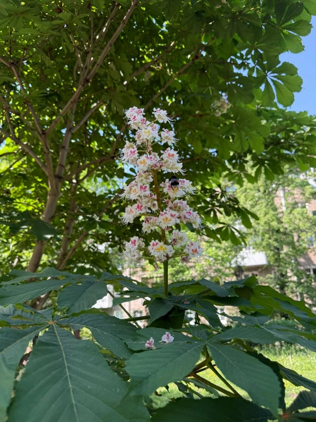А вы уже видели, как на территории БашГАУ зацвёл каштан? 🌿  Этой весной белоснежные «свечи» конского