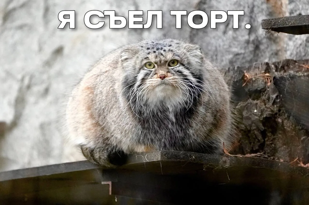 😺 Манул Тимоша официально начал зажировку к зиме, — Московский зоопарк @moscow