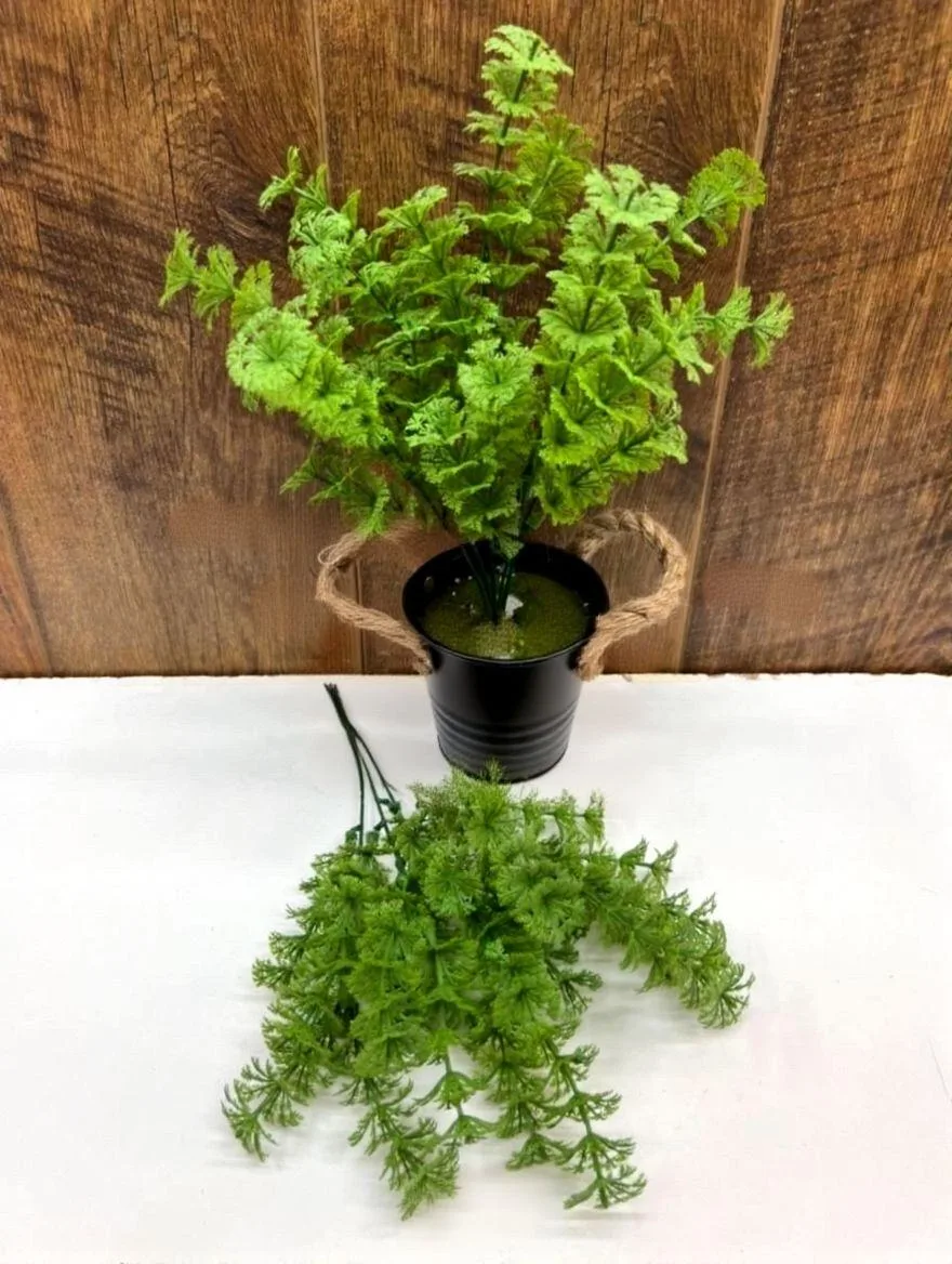 🌿🌿 Папоротник / аспарагус / 🌿🌿