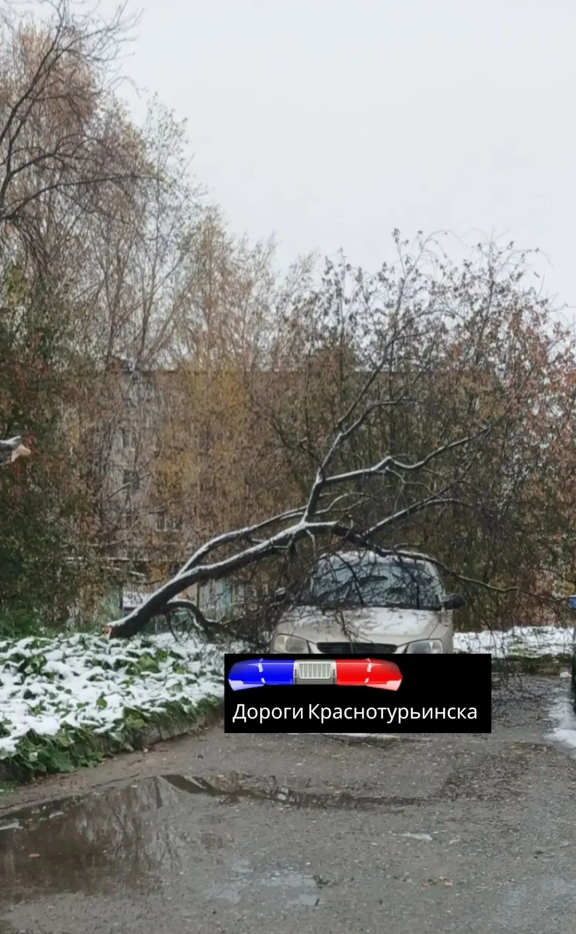 Дерево упало на машину