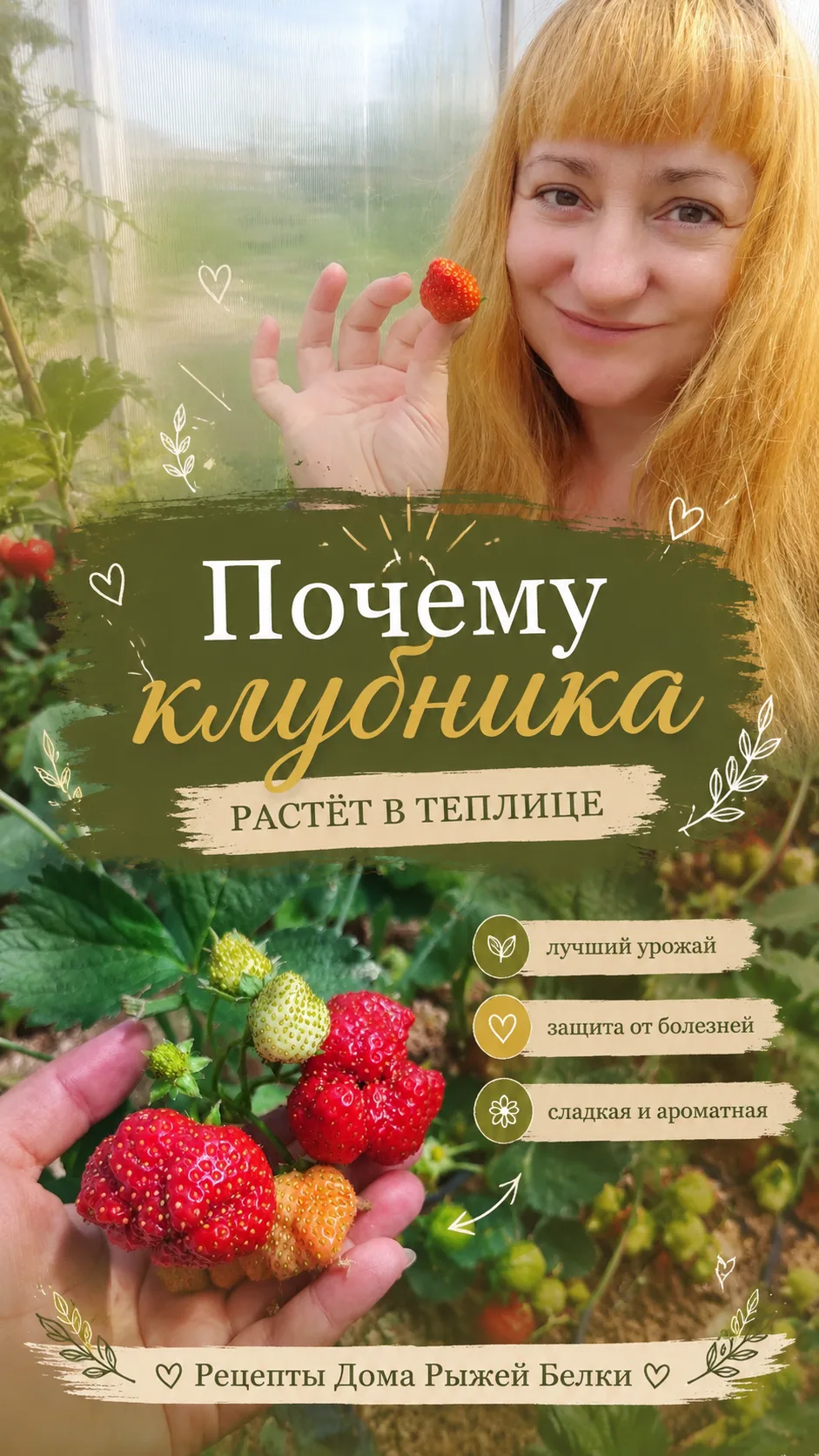 ПОЧЕМУ КЛУБНИКА
 РАСТЁТ В ТЕПЛИЦЕ. 
〰️〰️〰️〰️〰️〰️〰️〰️
✅В теплице у нас растёт клубника ремонтантная,и