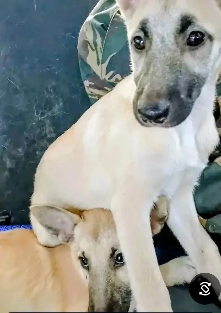 ЖЕЛАЮЩИМ ВЗЯТЬ ЩЕНКА🐶🐶🐶Спасены с улицы две сестрёнки. Находятся в безопасности сейча...