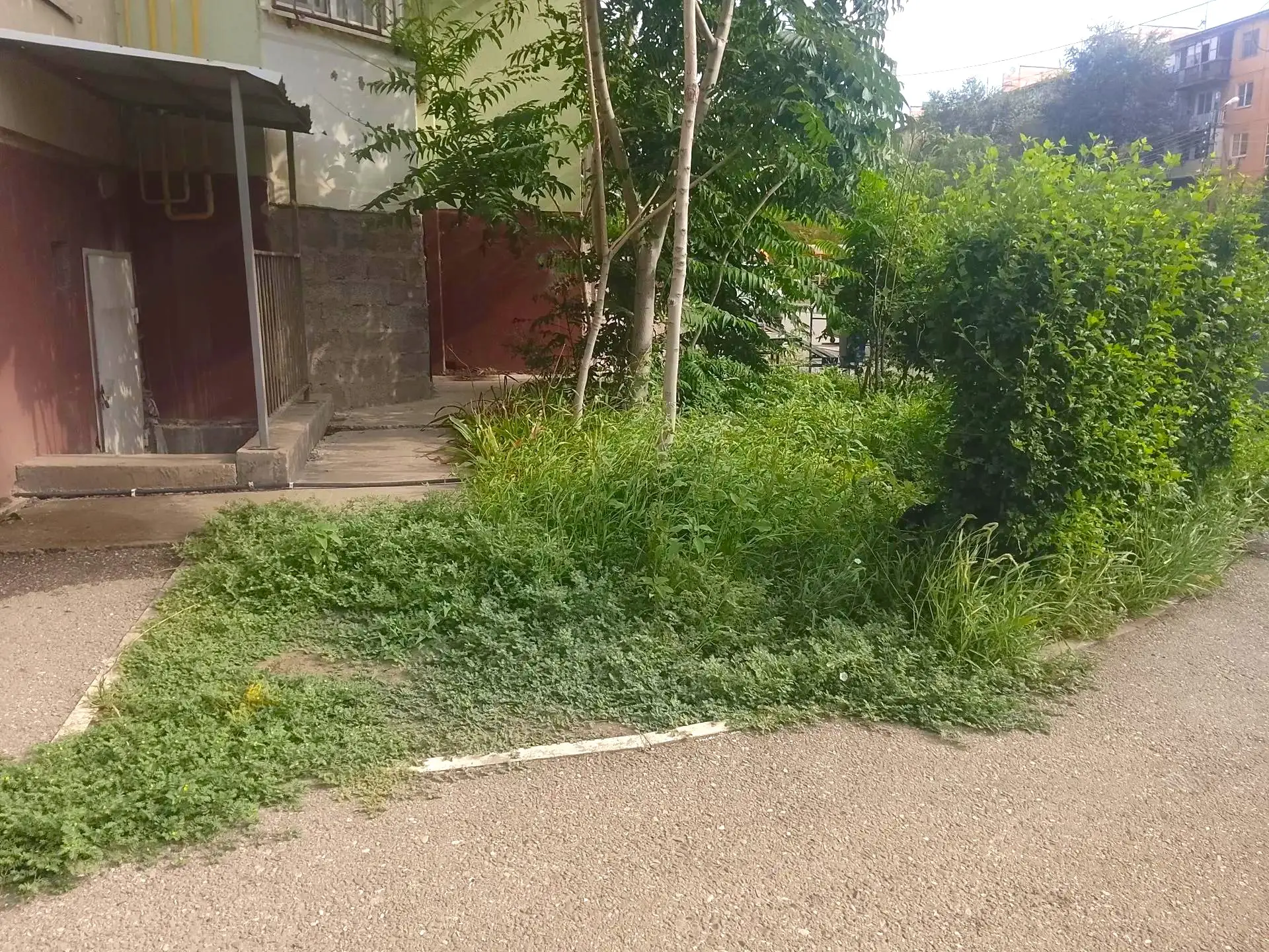 К новости «🌼 Гармония зелени: ухоженный газон»