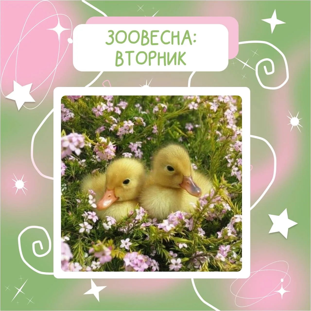 Зоовесна продолжается — встречаем вторник 💖