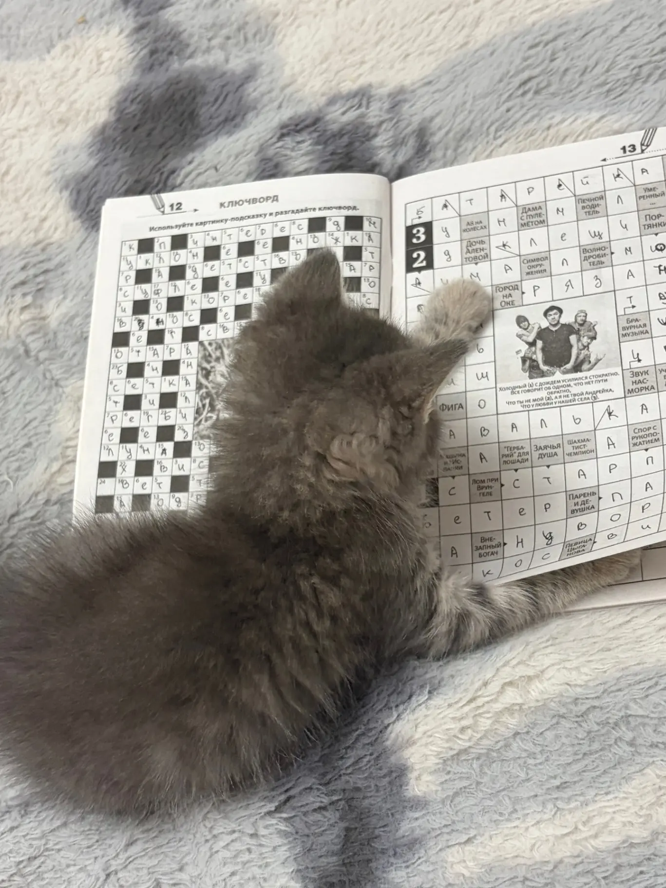 Отдам котенка в добрые руки