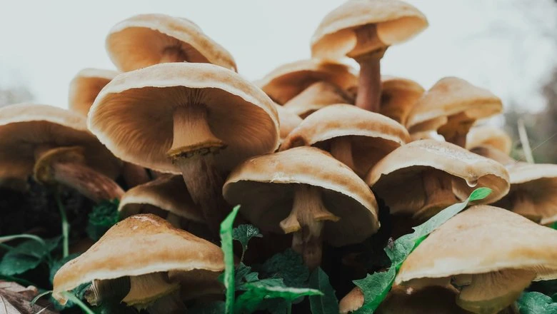 🍄 Сезон гигантских грибов: где искать рекордные экземпляры