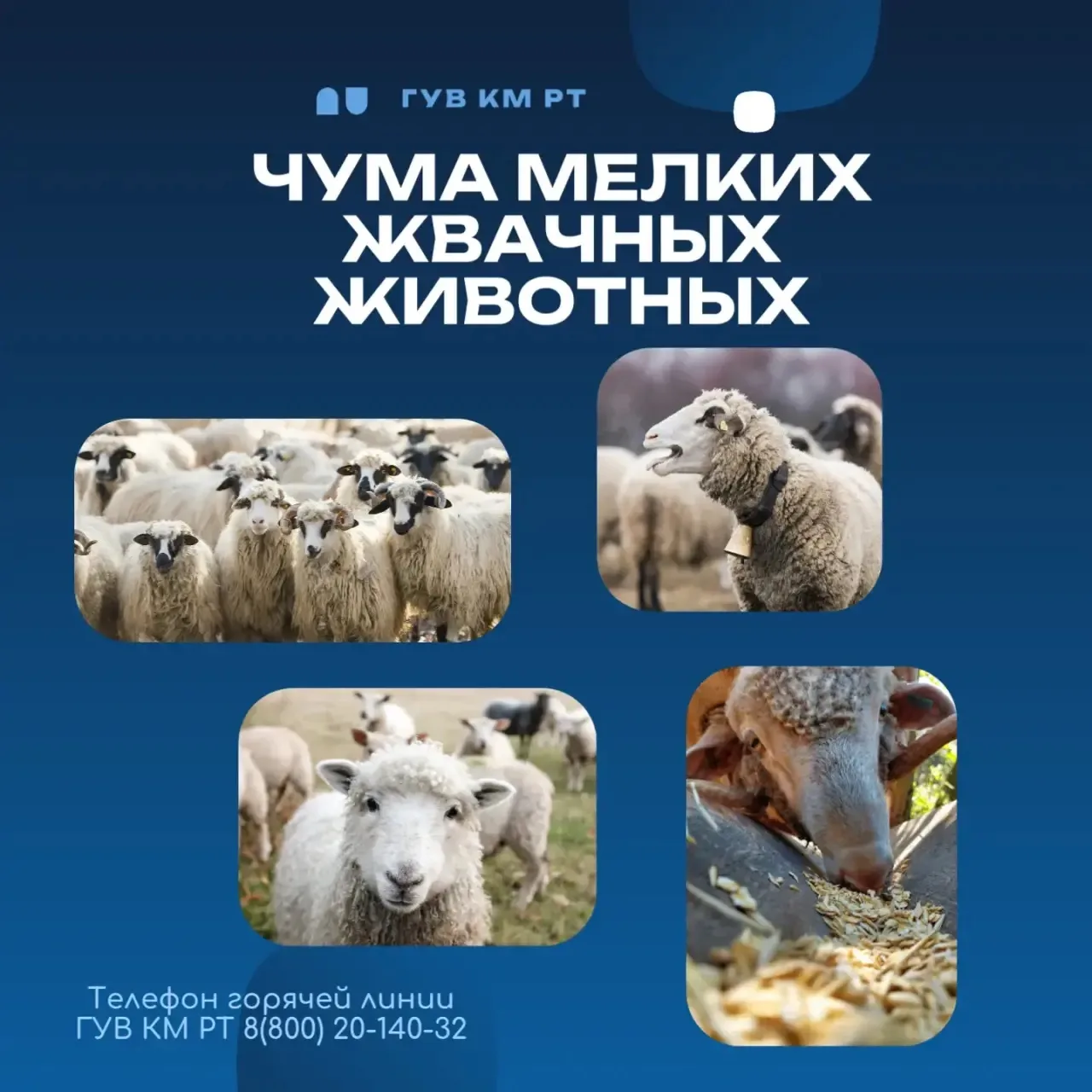 📌Чума мелких жвачных животных (далее - ЧМЖЖ)  высококонтагиозная вирусная болезнь овец...