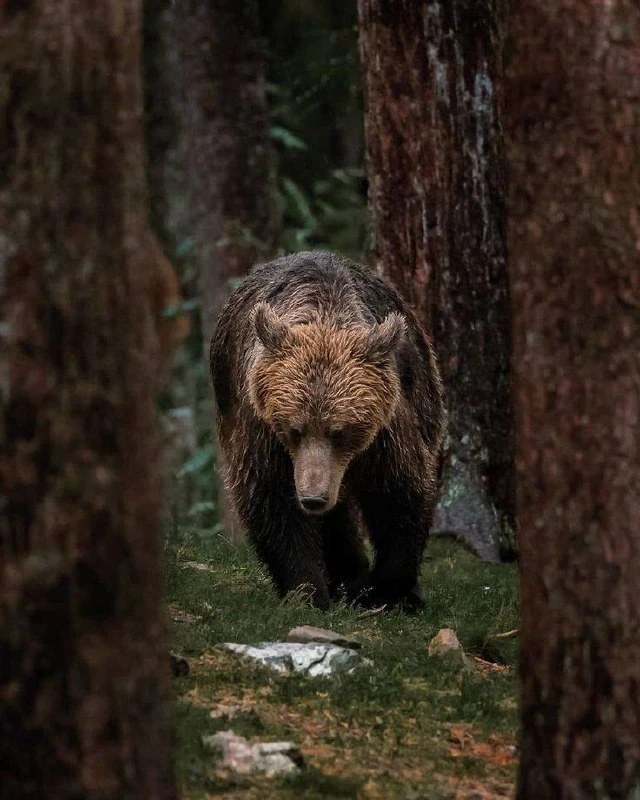 🐻 Шесть туристов спасали от медведя на Зюраткуле