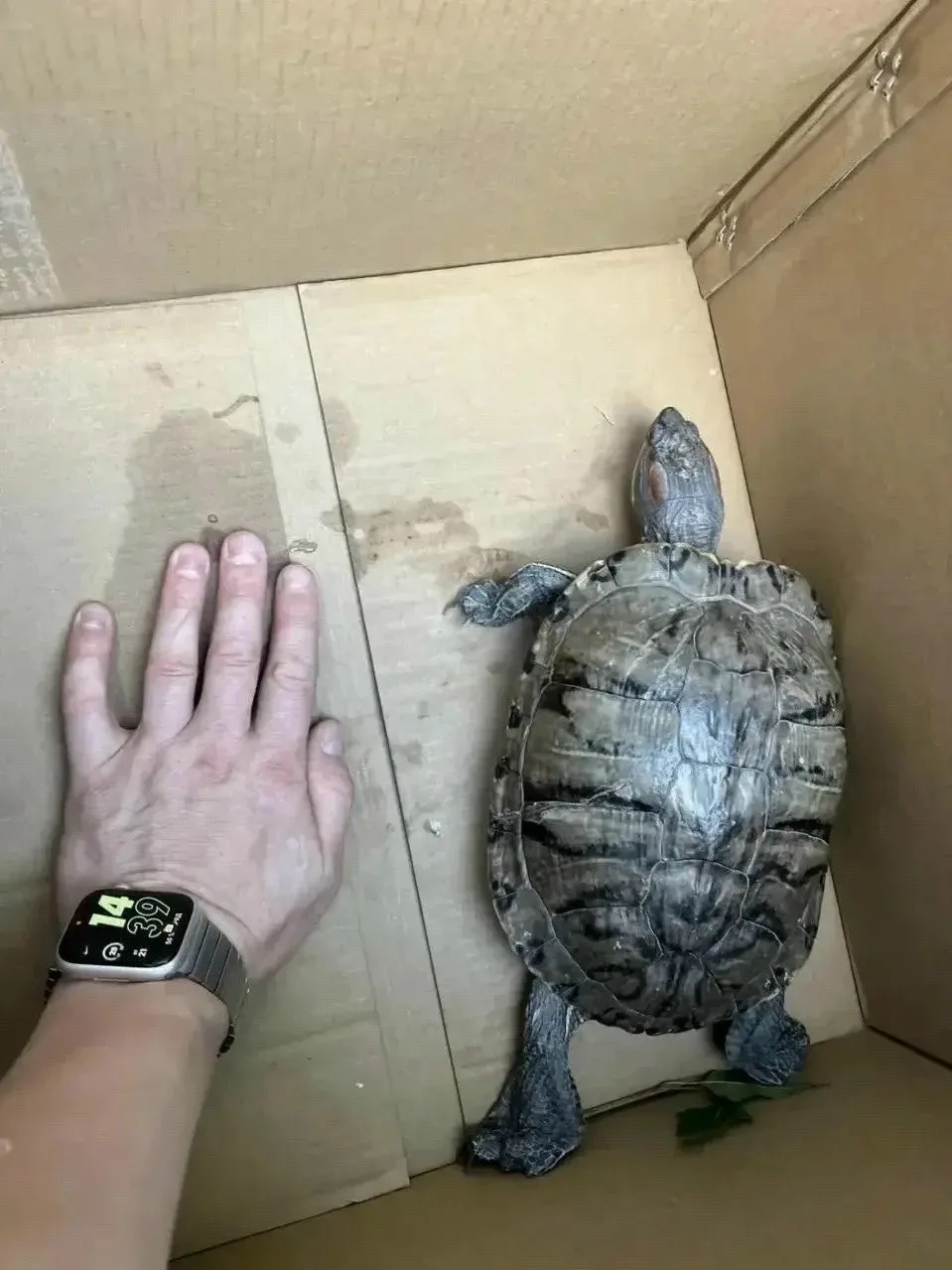 🐢 Черепаха-нарушитель попыталась перейти дорогу на красный свет во Владимире